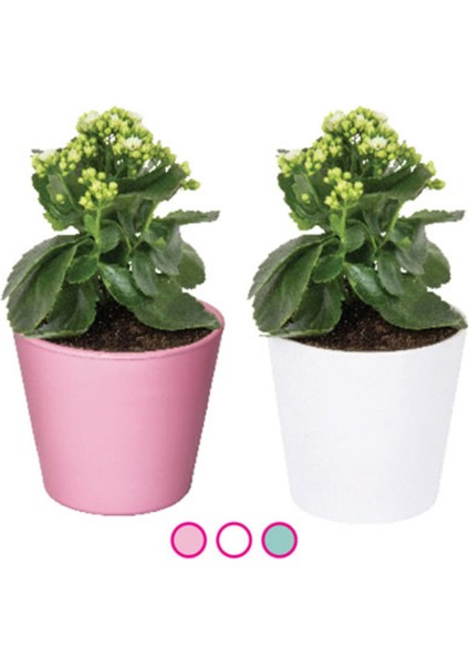 Viapot Renkli Saksı Asorti 2 Adet