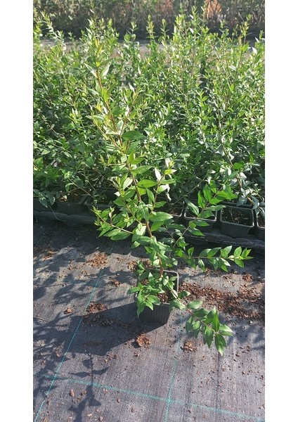 MURT FİDANI / MERSİN (Hambeles) FİDANI 3 ADET modelleri