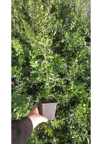 MURT FİDANI / MERSİN (Hambeles) FİDANI 3 ADET fırsatları