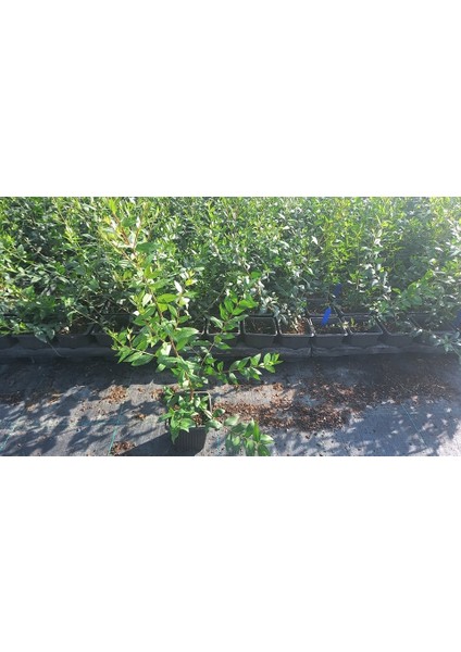 MURT FİDANI / MERSİN (Hambeles) FİDANI 3 ADET indirimleri