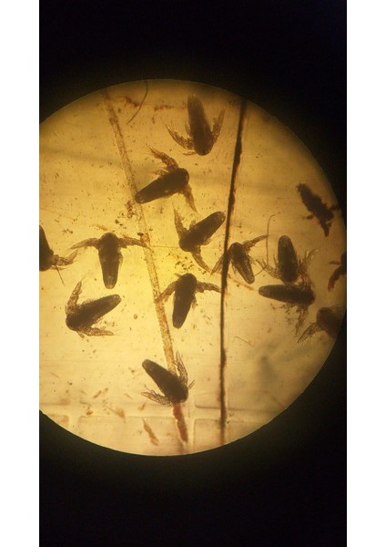 Artemia Yumurtası Açık 25 gr fırsatları