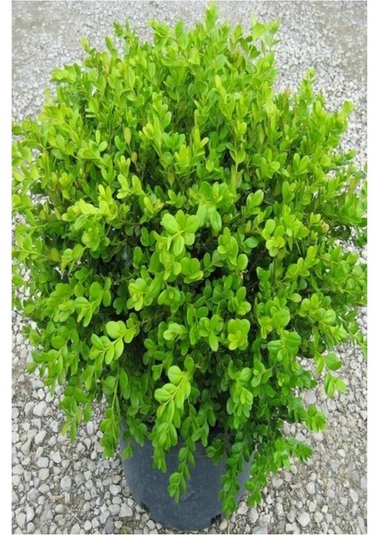 Şimşir (Buxus Sempervirens) Fidanı 10-20 cm