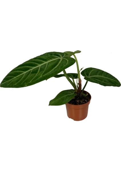 Anthurium Villenaorum