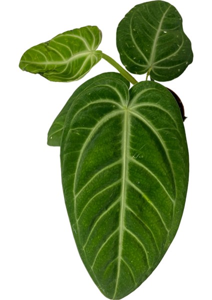 Anthurium Villenaorum fiyatları