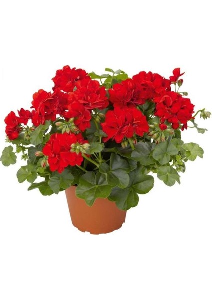 Kırmızı Beyaz Sarı Pembe Sardunya Çiçeği Fidanı 3 Adet 10-20 cm