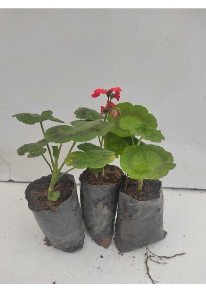 Kırmızı Beyaz Sarı Pembe Sardunya Çiçeği Fidanı 3 Adet 10-20 cm fiyatları