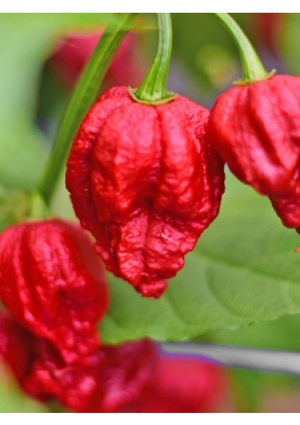 7 Pot Barrackpore Pepper 1 / 1 Milyon Scoville - Gerçek Taze Acı Biber