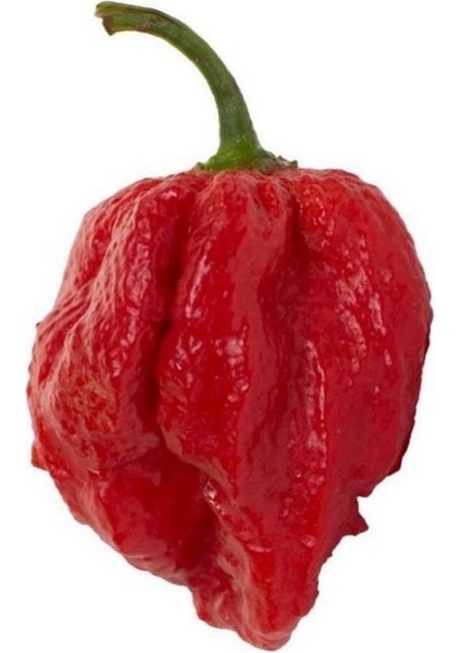 7 Pot Barrackpore Pepper 1 / 1 Milyon Scoville - Gerçek Taze Acı Biber fiyatları