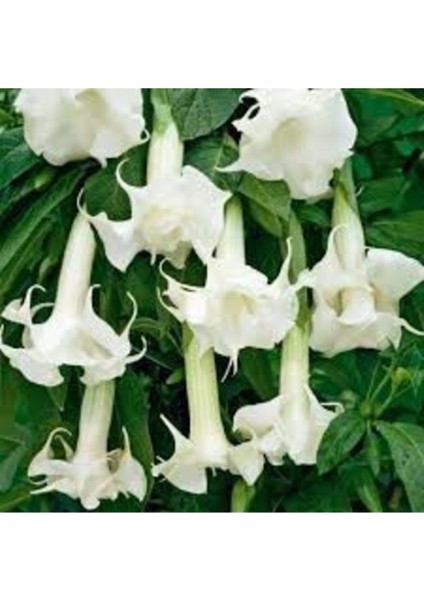 Melek Borazanı Çiçeği Tohumu 5 Adet + Saksı Toprak fiyatları