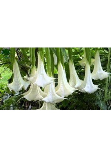 Melek Borazanı Çiçeği Tohumu 5 Adet + Saksı Toprak modelleri