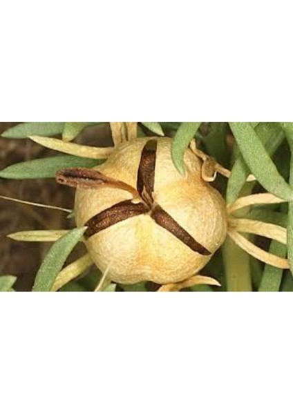 20 Adet Tohum Üzerlik Tütsü Egzotik Kokulu Nazar Otu Tütsü Nazara Karşı Şifalı Olduğu Bilinen Tütsü fiyatları