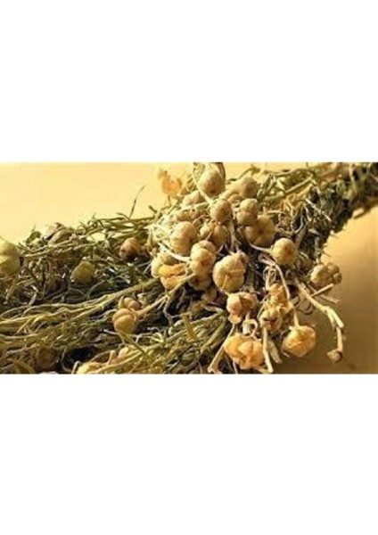 20 Adet Tohum Üzerlik Tütsü Egzotik Kokulu Nazar Otu Tütsü Nazara Karşı Şifalı Olduğu Bilinen Tütsü modelleri