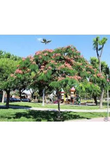 10 Adet Tohum Gülibrişim Ağacı Tohum Gülibrişim Tohum Süpriz Hediye Bonsai Ağacı Tohumla