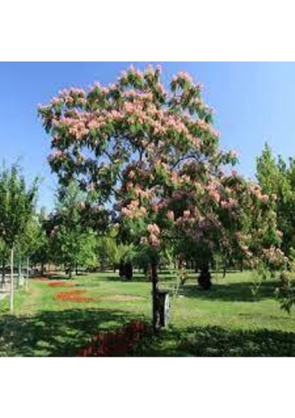 10 Adet Tohum Gülibrişim Ağacı Tohum Gülibrişim Tohum Süpriz Hediye Bonsai Ağacı Tohumla fiyatları