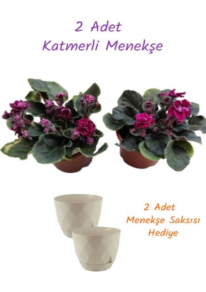 2 Adet Katmerli Afrika Menekşesi (Yerli Üretim) Bordo Renk