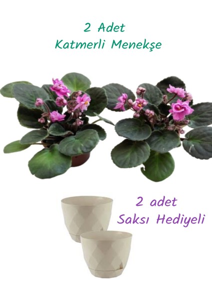 2 Adet Katmerli Afrika Menekşesi (Yerli Üretim) Pembe Renk