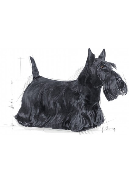 Mini Dermacomfort Kuru Köpek Maması 3kg