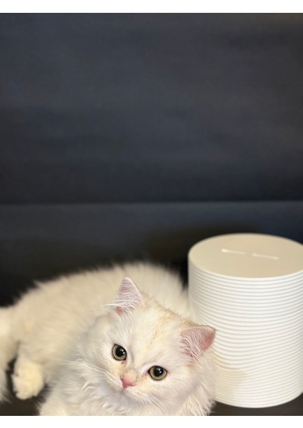 Leafter Yaprak Görünümlü Bardak Altlığı Seti fiyatları