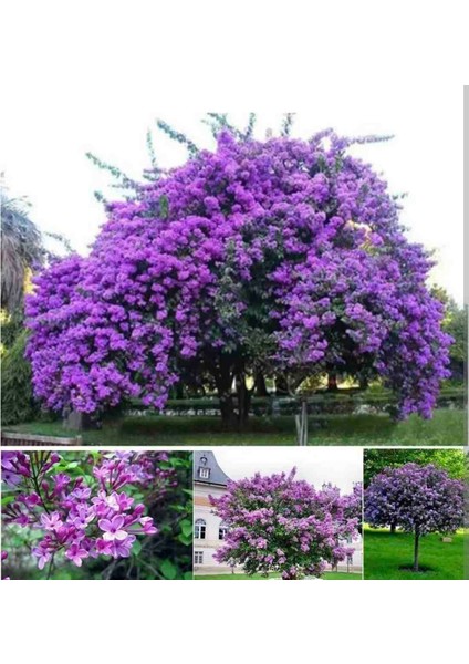 Ithal Eflatun Oya Ağacı 1.Kalite Bol Çiçekli italyan 50 - 70 cm