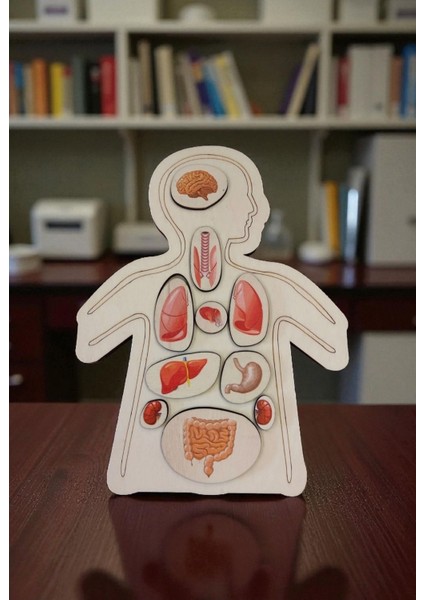 Ahşap Renkli Organlar - Öğrenmeye Yardımcı Ahşap Oyuncak