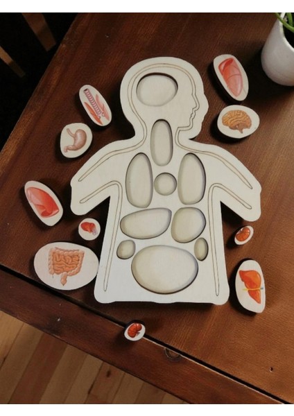 Ahşap Renkli Organlar - Öğrenmeye Yardımcı Ahşap Oyuncak fiyatları