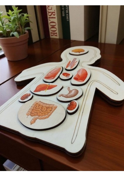 Ahşap Renkli Organlar - Öğrenmeye Yardımcı Ahşap Oyuncak modelleri