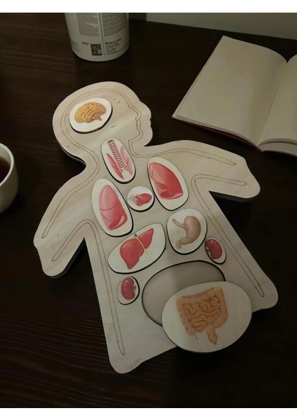 Ahşap Renkli Organlar - Öğrenmeye Yardımcı Ahşap Oyuncak fırsatları