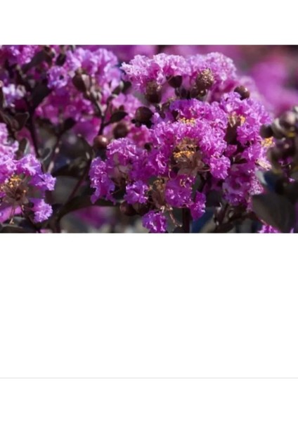 Ithal Eflatun Oya Ağacı 1.Kalite Bol Çiçekli italyan 50 - 70 cm fiyatları