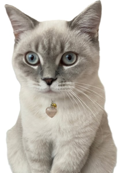 Doğal Taş Kedi Künyesi