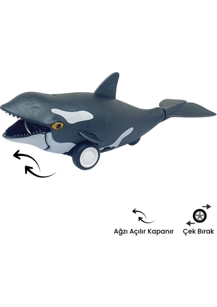 Sürtmeli Hayvanlar Serisi - H-53 - Orka Balina (Lisinya)