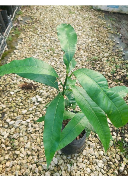 Aşısız Mango Fidanı modelleri