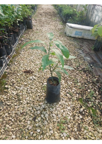 Aşısız Mango Fidanı indirimleri