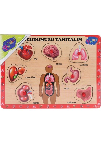 ONY-287 288 Ahşap Tutmalı Vücumuzu Tanıyalım -Onyıl Oyuncak