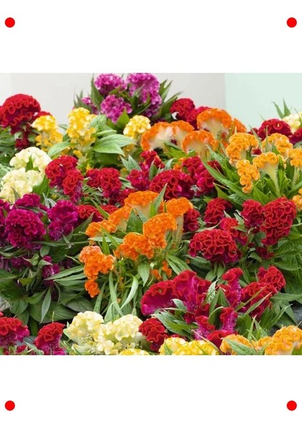 Karışık Renk Horoz Ibiği Tohumu (Balta) - 20 Adet fiyatları