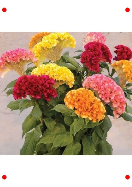 Karışık Renk Horoz Ibiği Tohumu (Balta) - 20 Adet modelleri