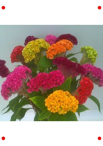 Karışık Renk Horoz Ibiği Tohumu (Balta) - 20 Adet fırsatları