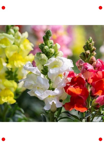 Karışık Renkli Yüksek Boy Aslanağzı Tohumu (8 Adet)