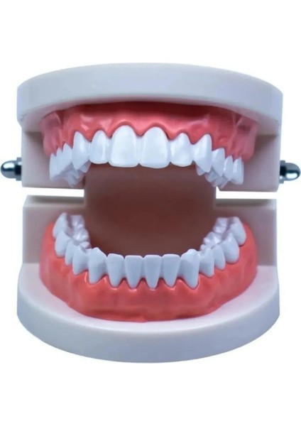 ( 5 Adet ) Insan Diş Anatomisi Diş Modeli Eğitici Maket Fen ve Biyoloji Dersleri Diş Maketi fırsatları