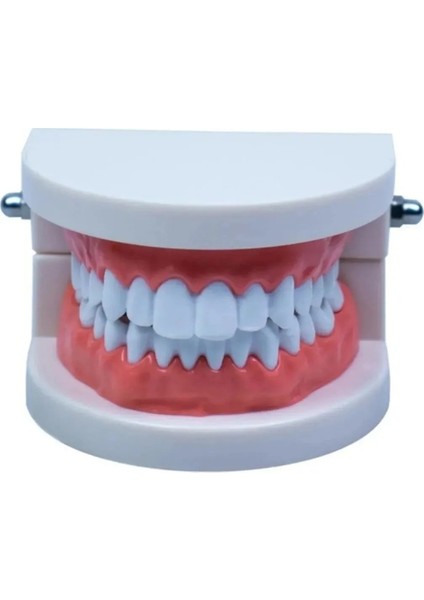 ( 5 Adet ) Insan Diş Anatomisi Diş Modeli Eğitici Maket Fen ve Biyoloji Dersleri Diş Maketi indirimleri