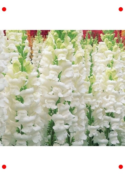 Karışık Renkli Yüksek Boy Aslanağzı Tohumu (8 Adet) fiyatları