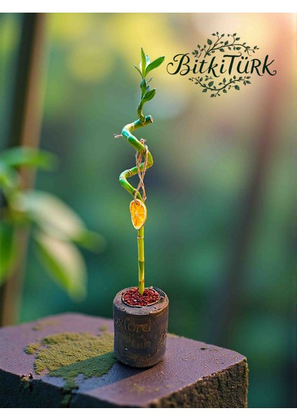 Kitap Beton Saksıda Ithal Şans Bambusu 50CM Portakal Dilimi ve Lav Taşı Dekorlu