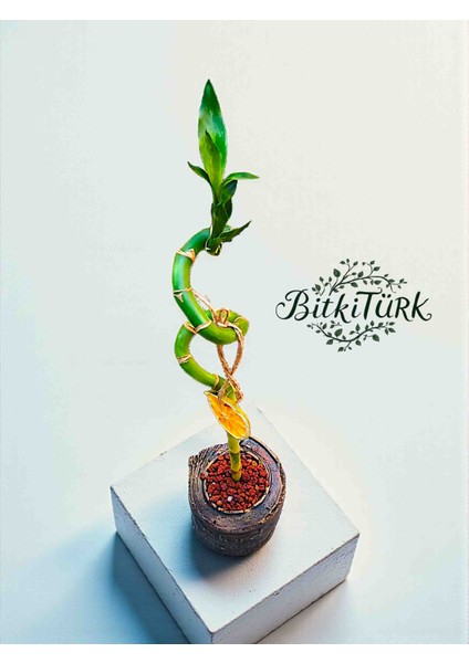 Kitap Beton Saksıda Ithal Şans Bambusu 50CM Portakal Dilimi ve Lav Taşı Dekorlu fiyatları