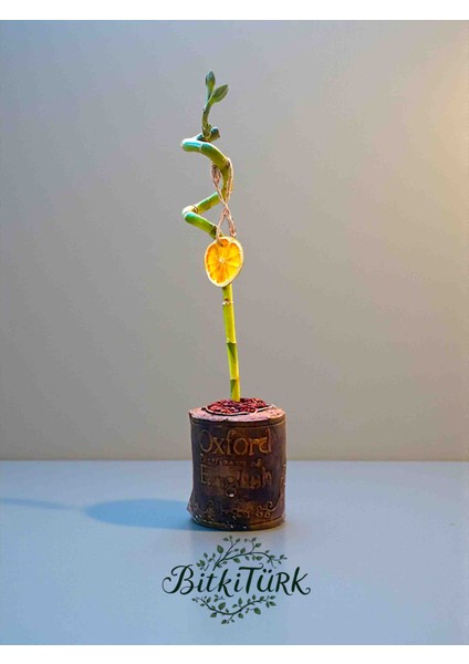 Kitap Beton Saksıda Ithal Şans Bambusu 50CM Portakal Dilimi ve Lav Taşı Dekorlu modelleri