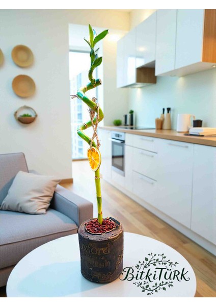 Kitap Beton Saksıda Ithal Şans Bambusu 50CM Portakal Dilimi ve Lav Taşı Dekorlu fırsatları