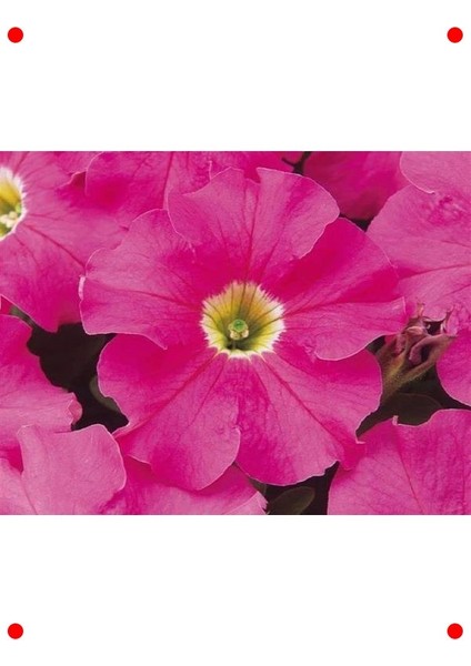 Pembe Petunya Çiçeği Tohumu (20 Adet)