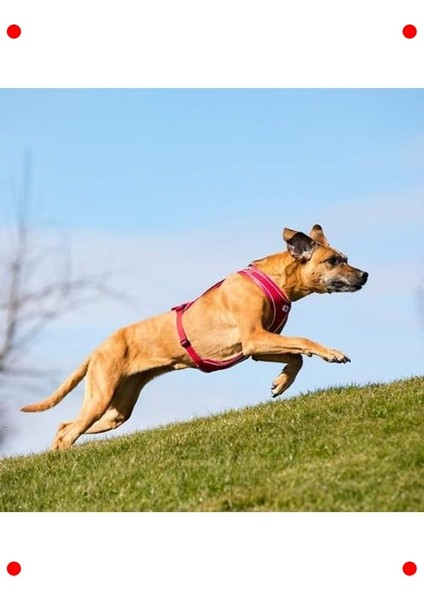 Konforlu Kahverengi Evcil Hayvan Tasması Xs indirimleri