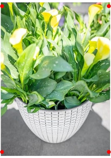 Beyaz Desenli Yuvarlak Plastik Saksı (Çap 22CM Yük. 17CM) fiyatları