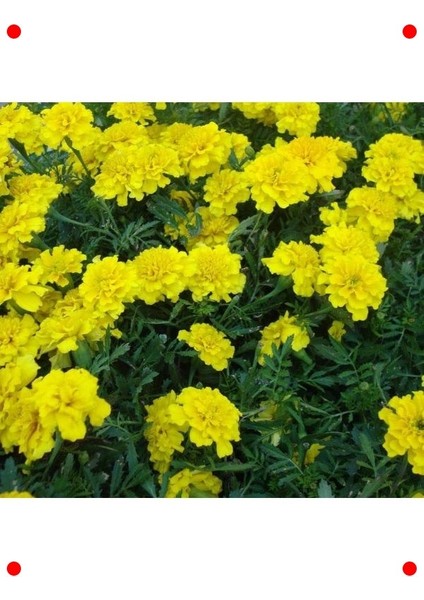 Klasik Sarı Fransız Kadife Çiçeği Tohumu (50 Adet)