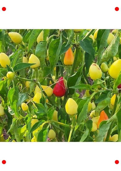 Yuvarlak Süs Biber Tohumu (3 Gr) - Renkli Dekorasyon