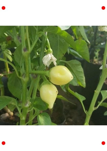 Yuvarlak Süs Biber Tohumu (3 Gr) - Renkli Dekorasyon fiyatları